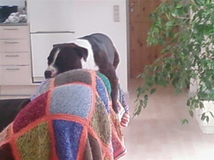 Staffordshire bull terrier Carlos - Årh.... det er hårdt at være hund.... billede 11