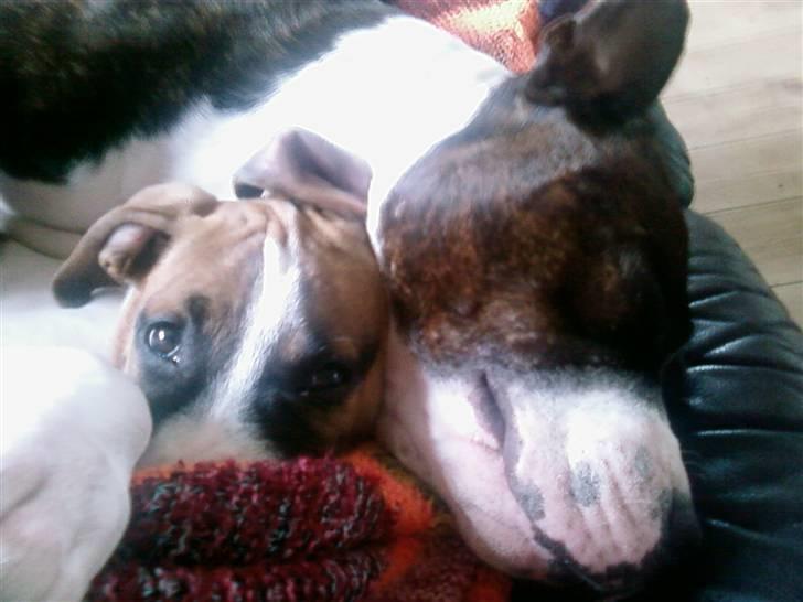 Staffordshire bull terrier Carlos - putter med lille søster billede 12