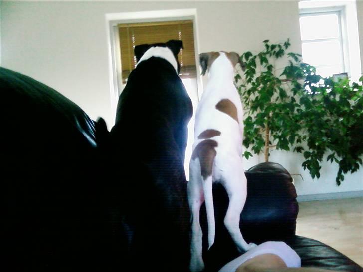 Staffordshire bull terrier Carlos - hov, kom der nogle?? billede 13