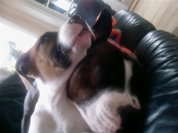 Staffordshire bull terrier Carlos billede 14