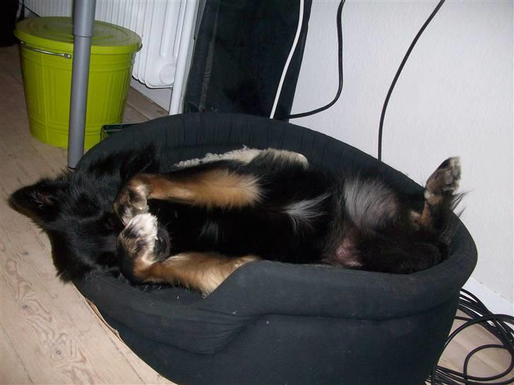 Islandsk fårehund TOFTEDALS KILJAN  ! <3 min bedste ven :')   - Sover :D Noget af det sødeste <3   billede 19