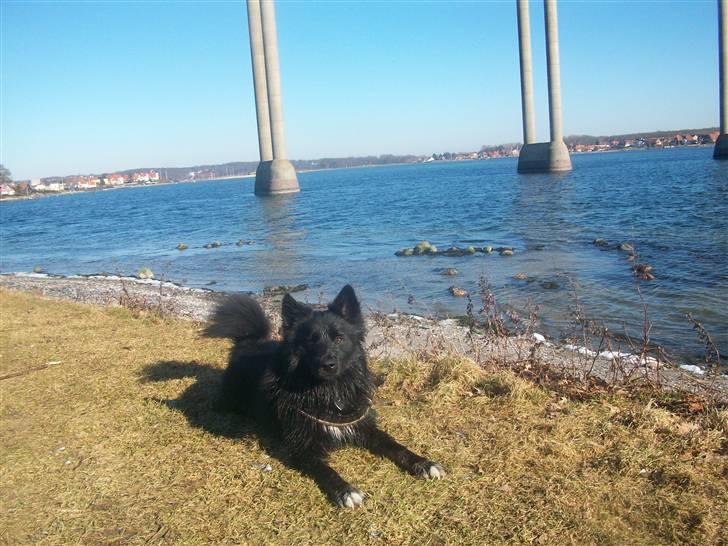 Islandsk fårehund TOFTEDALS KILJAN  ! <3 min bedste ven :')   - Foran svendborgsund ! Her er jeg kongen ! ! :D

You'll always have my shoulder when you cry i'll never let go, never say goodbye ! 

Jeg fungerer bare ikk uden dig ! 
Jeg elsker dig højere end aling !  billede 3