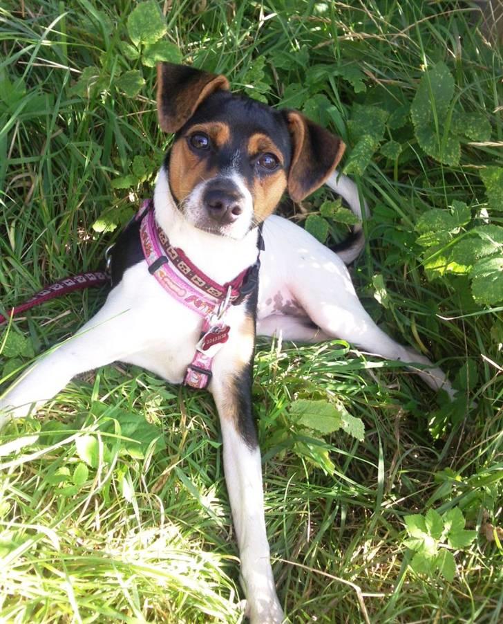 Dansk svensk gaardhund Pixel  <3 - 19 September 2009 billede 11