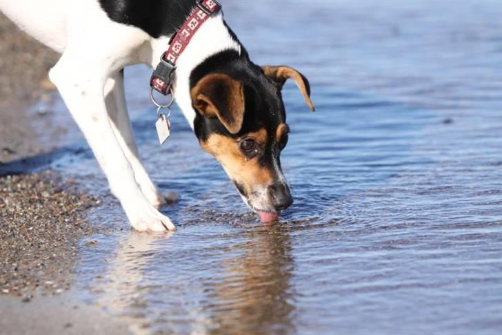 Dansk svensk gaardhund Pixel  <3 - 18 Oktober 2009 billede 12