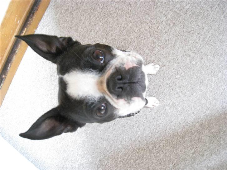 Boston terrier Karla - Glædelig Jul 2009 billede 1