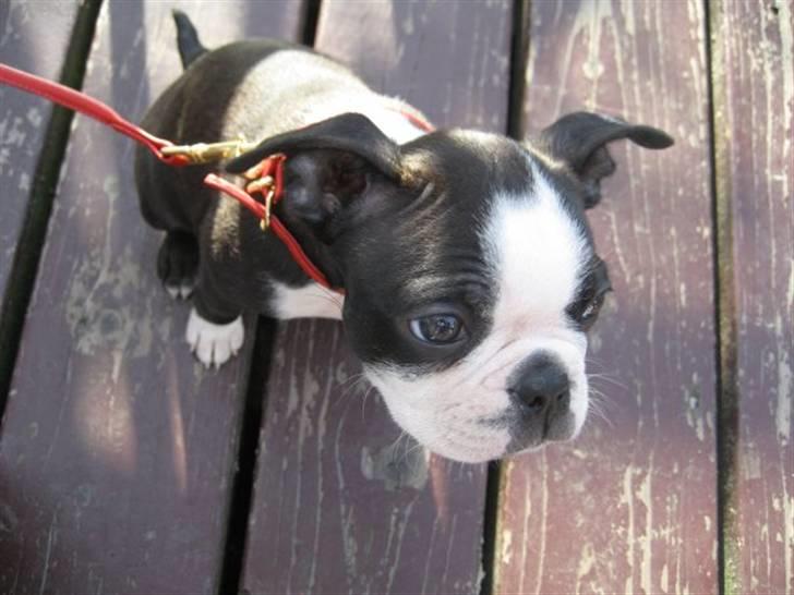 Boston terrier Karla billede 2