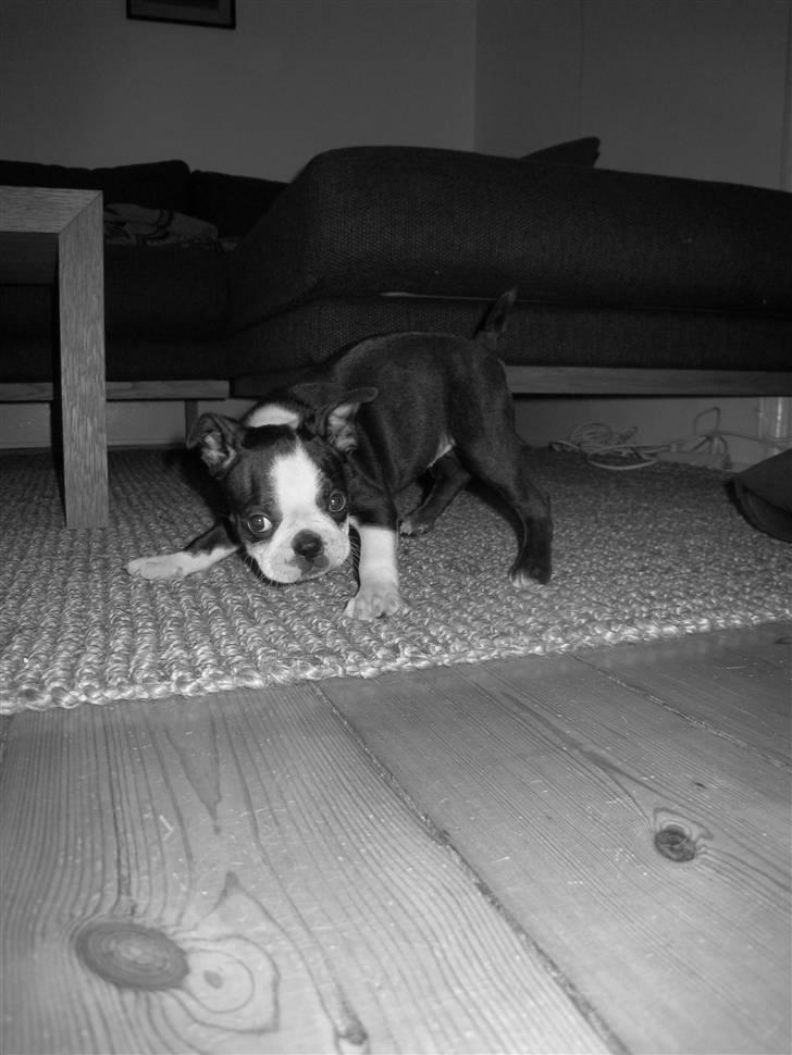 Boston terrier Karla - 2 dage efter hun er kommet hjem til mig billede 3