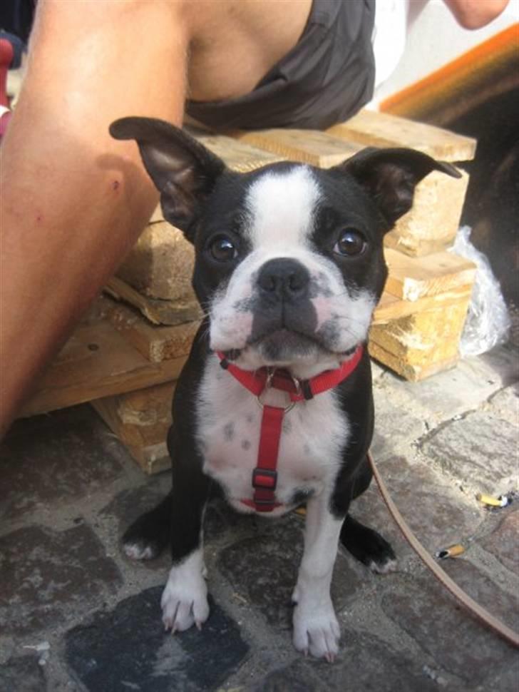 Boston terrier Karla - Hej :) billede 4