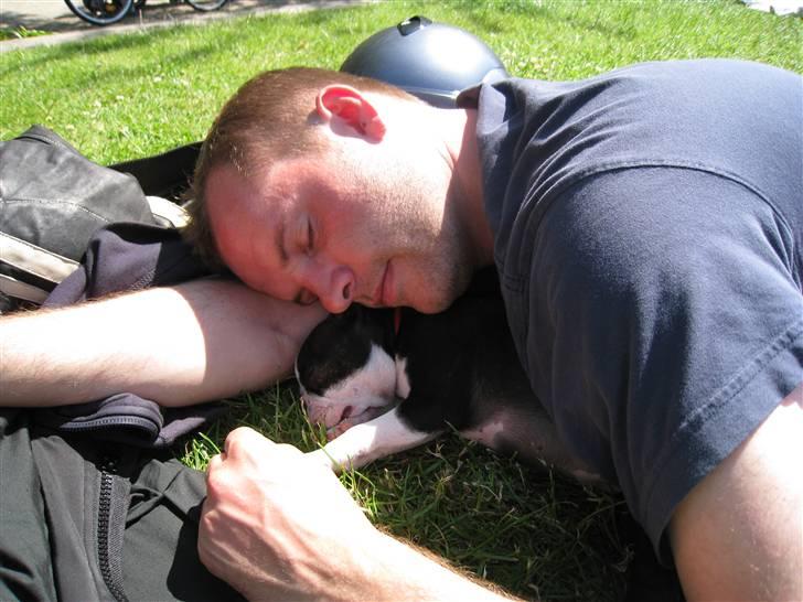 Boston terrier Karla - Afslapning på bryggen med Martin  billede 5