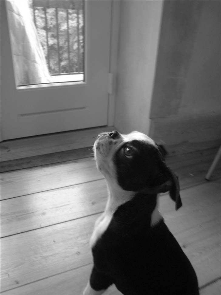 Boston terrier Karla - måske der kommer en godbid dumpende ned ... billede 6