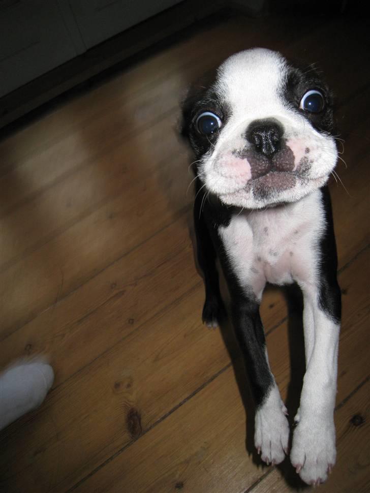 Boston terrier Karla - Tonse!! billede 7