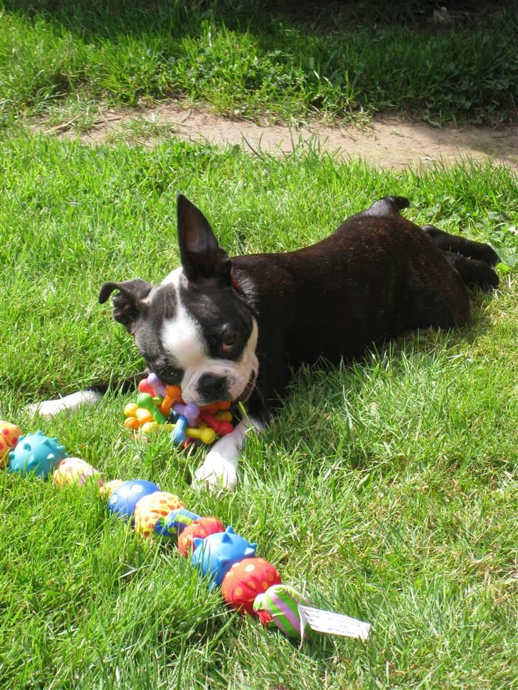 Boston terrier Karla - What? billede 8