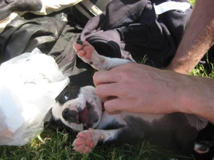 Boston terrier Karla - Dejligt når der er nogen der gider at lege vildt billede 9