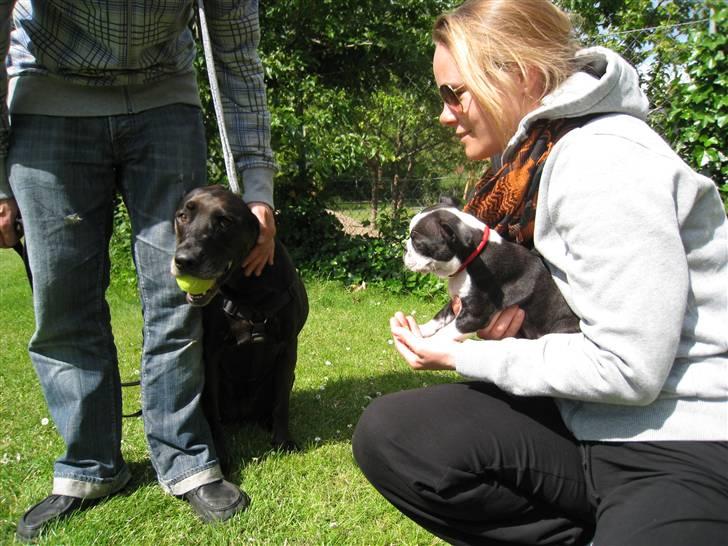 Boston terrier Karla - Første legedate med Nana billede 10
