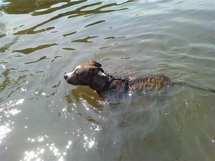 Amerikansk staffordshire terrier loui billede 19