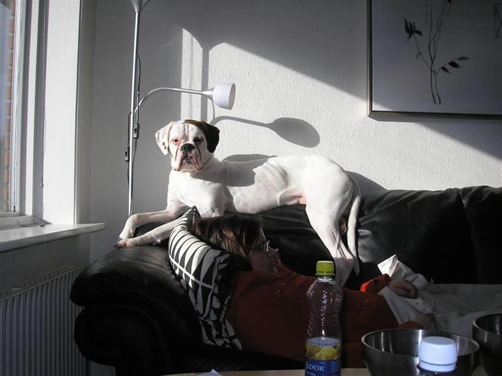 Boxer Laban  - mormors katte må da ligge der oppe og der er sol.. billede 12