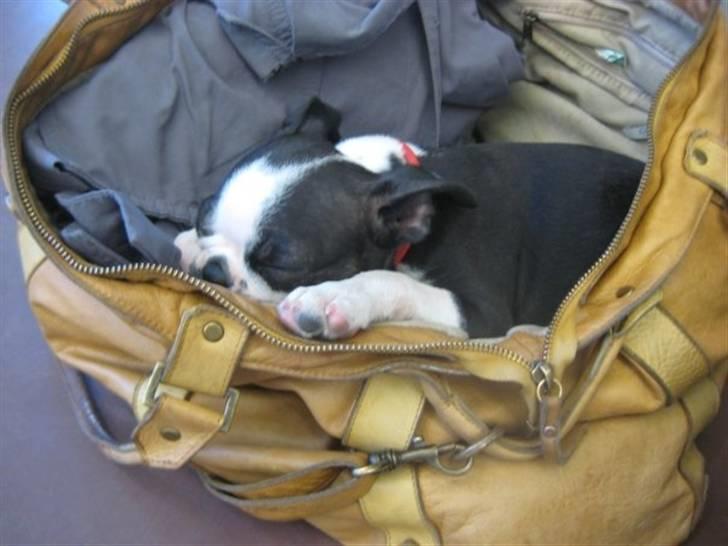 Boston terrier Karla - Tid til en lur billede 11