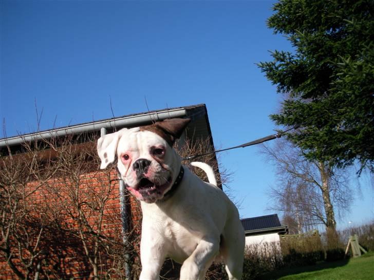 Boxer Laban  - far ligger ned, skal vi så lege??? billede 13