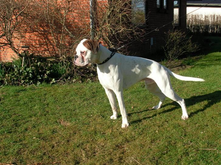 Boxer Laban  - se hvor flot jeg kan stå.. billede 14