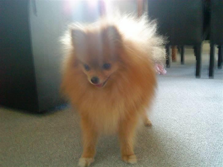 Pomeranian Chanel, Wieberg's Højbo billede 8