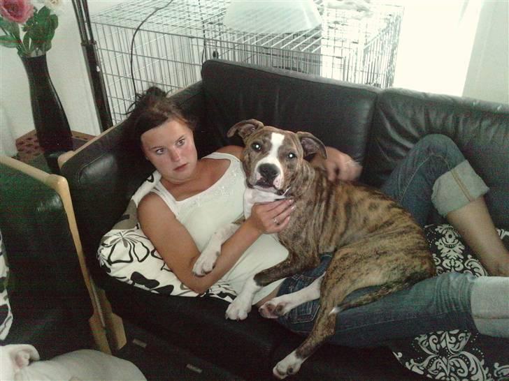 Amerikansk staffordshire terrier loui billede 20