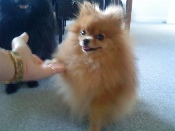 Pomeranian Chanel, Wieberg's Højbo billede 9