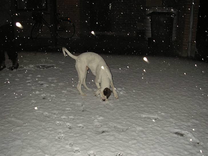 Boxer Laban  - sne???? hvad kan det?? billede 15