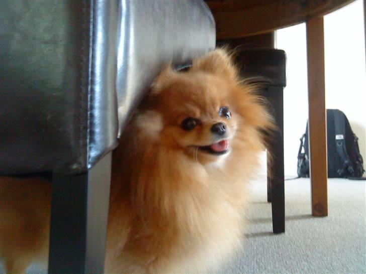 Pomeranian Chanel, Wieberg's Højbo billede 10