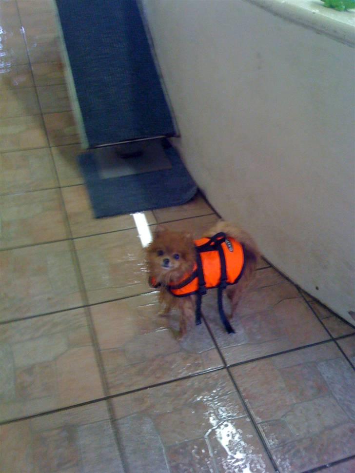 Pomeranian Chanel, Wieberg's Højbo billede 11