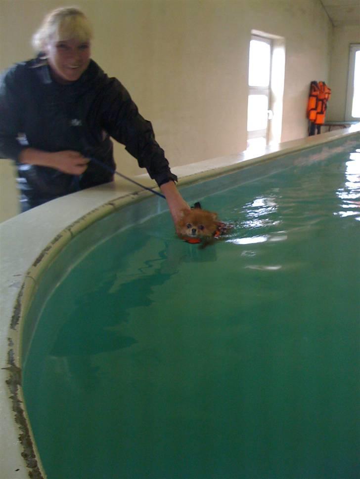 Pomeranian Chanel, Wieberg's Højbo billede 12