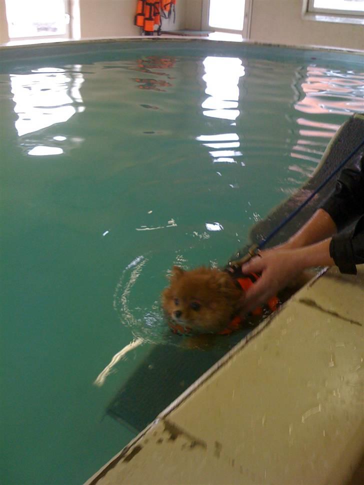 Pomeranian Chanel, Wieberg's Højbo billede 13