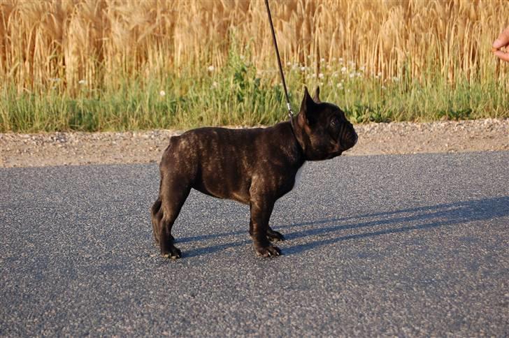 Fransk bulldog Countes Dracula billede 10