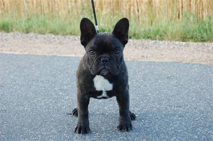 Fransk bulldog Countes Dracula billede 11