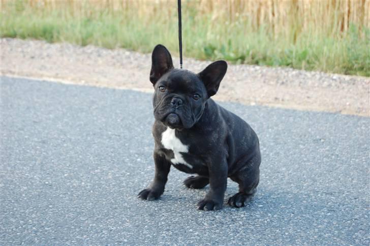 Fransk bulldog Countes Dracula billede 12