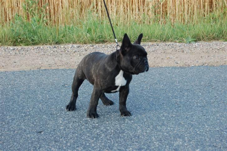 Fransk bulldog Countes Dracula billede 13