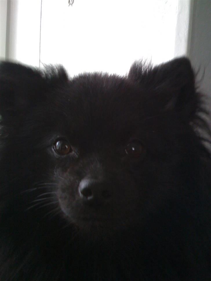 Kleinspitz Max billede 14