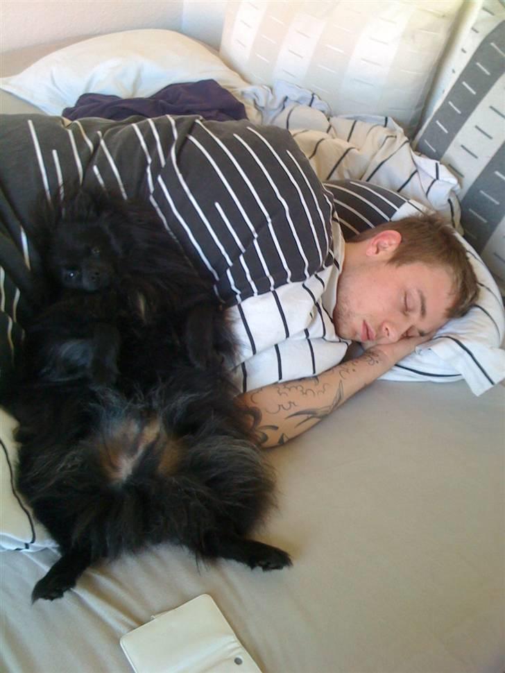 Kleinspitz Max billede 15