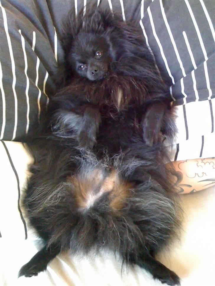 Kleinspitz Max billede 16