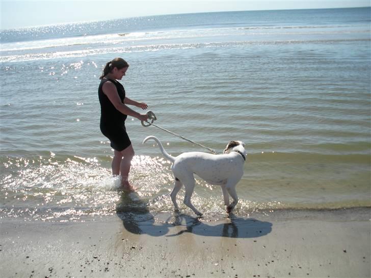 Boxer Laban  - mor og jeg skal ud og bade billede 16