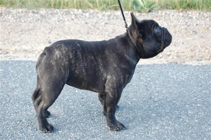 Fransk bulldog Countes Dracula billede 14