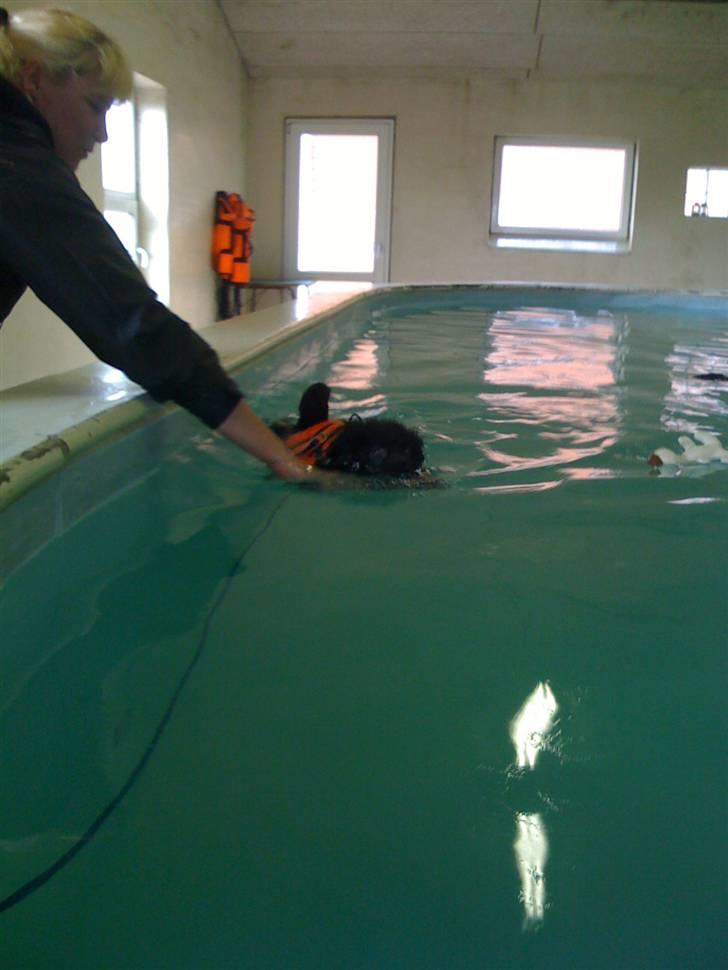 Kleinspitz Max billede 17