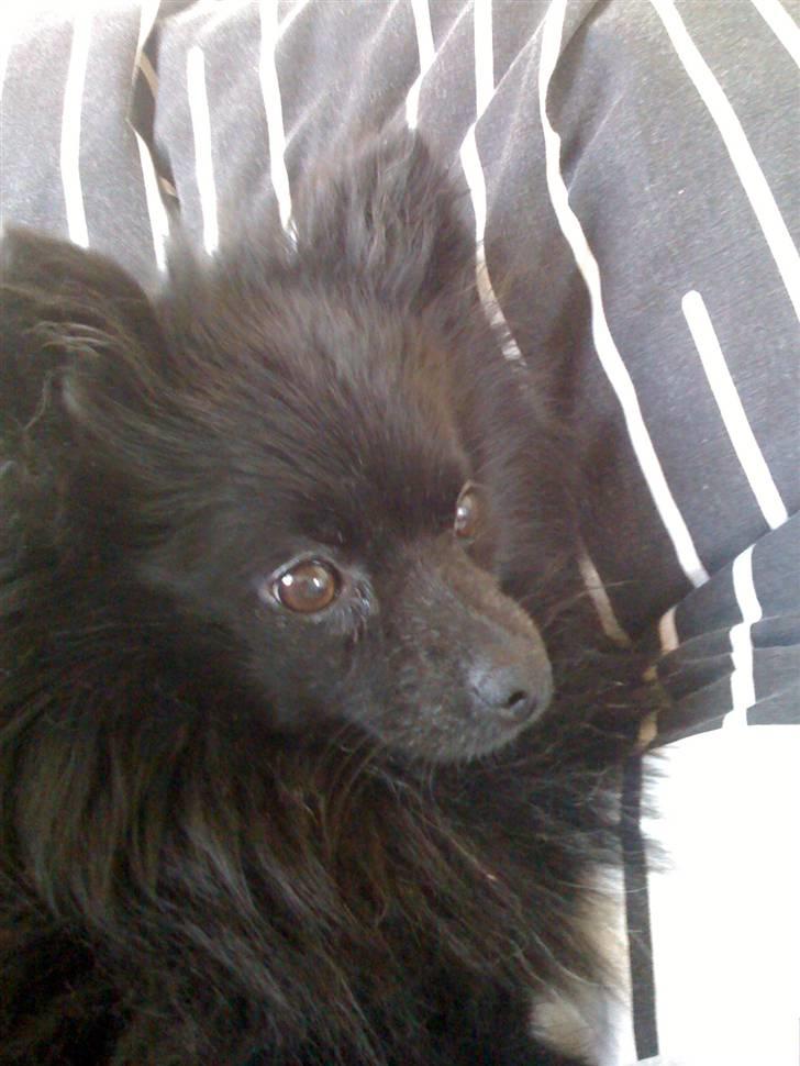 Kleinspitz Max billede 18