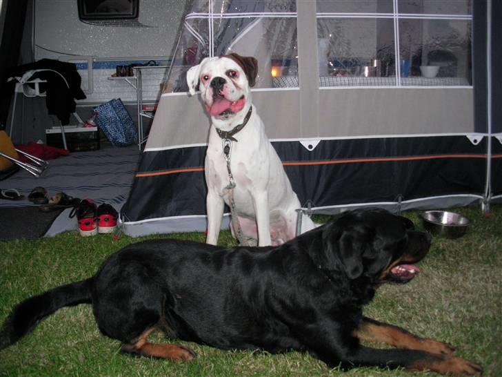 Boxer Laban  - min fætter King og jeg.. billede 17