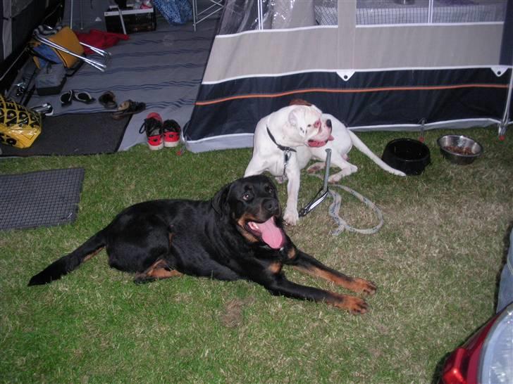 Boxer Laban  - så er vi bege to trætte billede 18