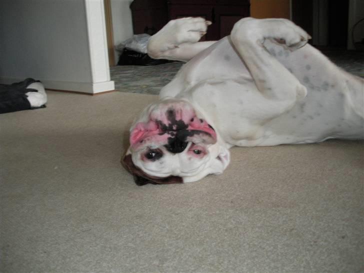 Boxer Laban  - kan ikke forstå at i syntes jeg ser sjov ud?? billede 19