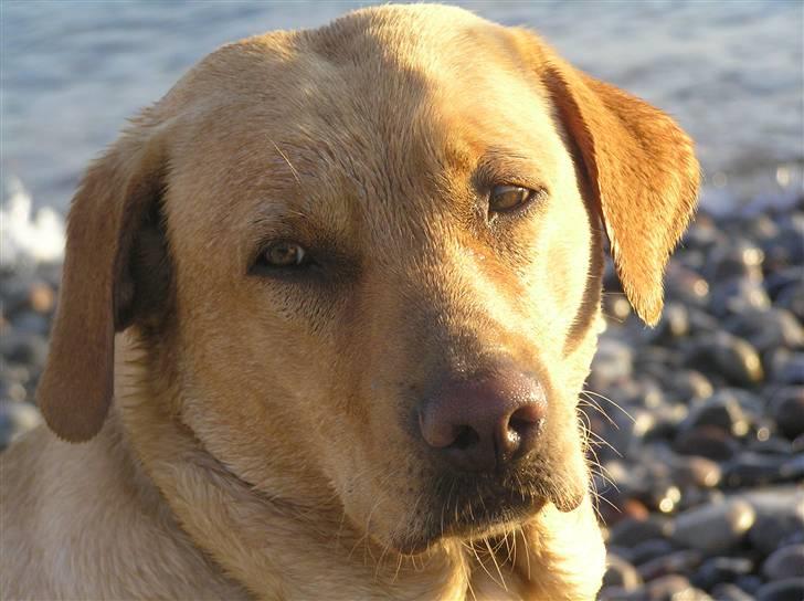 Labrador retriever molly R.I.P billede 11