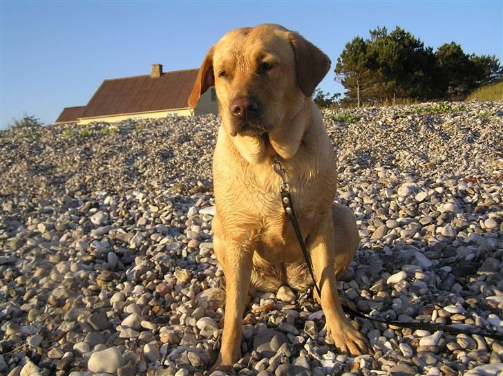 Labrador retriever molly R.I.P billede 12