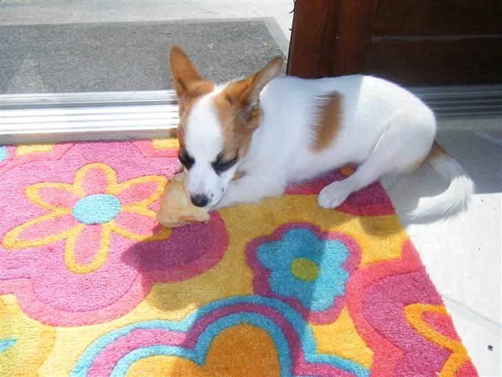 Blanding af racer Naima billede 17