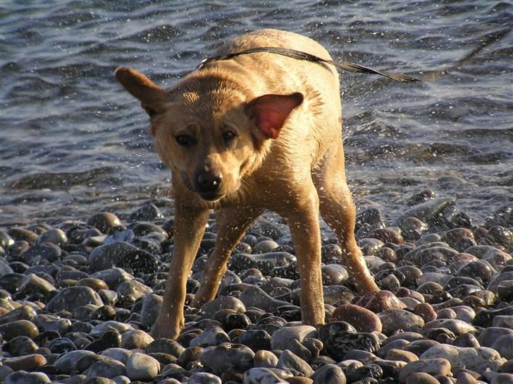 Labrador retriever molly R.I.P billede 13