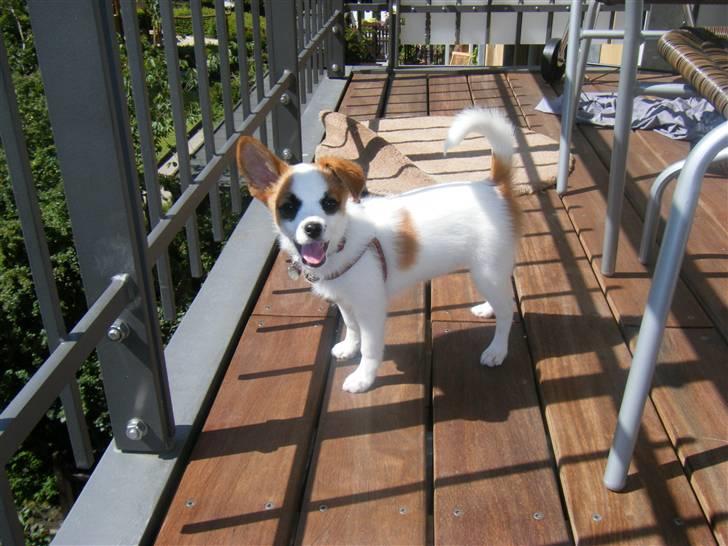 Blanding af racer Naima billede 18